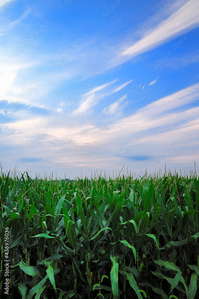 Vertical image of fresh unpicked corn and flowing white clouds Vertical image of fresh unpicked corn and flowing white clouds