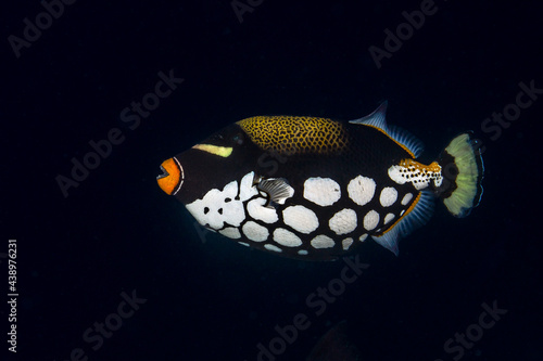 Clown Triggerfish, Balistoides conspicillum, in Maldives © Janos