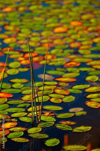 Lilly pads at sunrise on Boley Lake in West Virginia photo