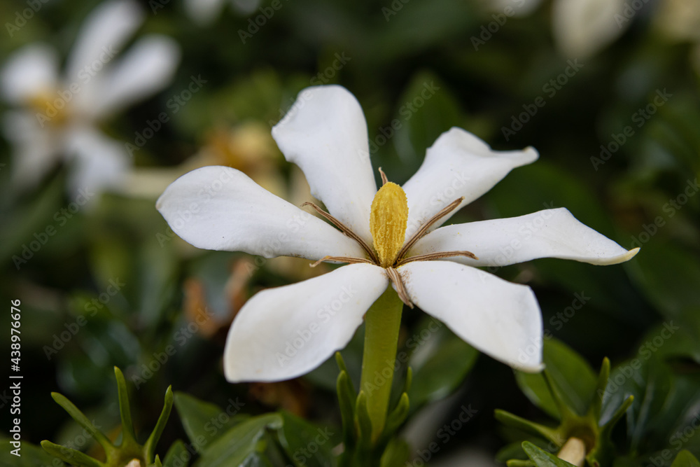 Obraz premium 一重のクチナシの花のアップ