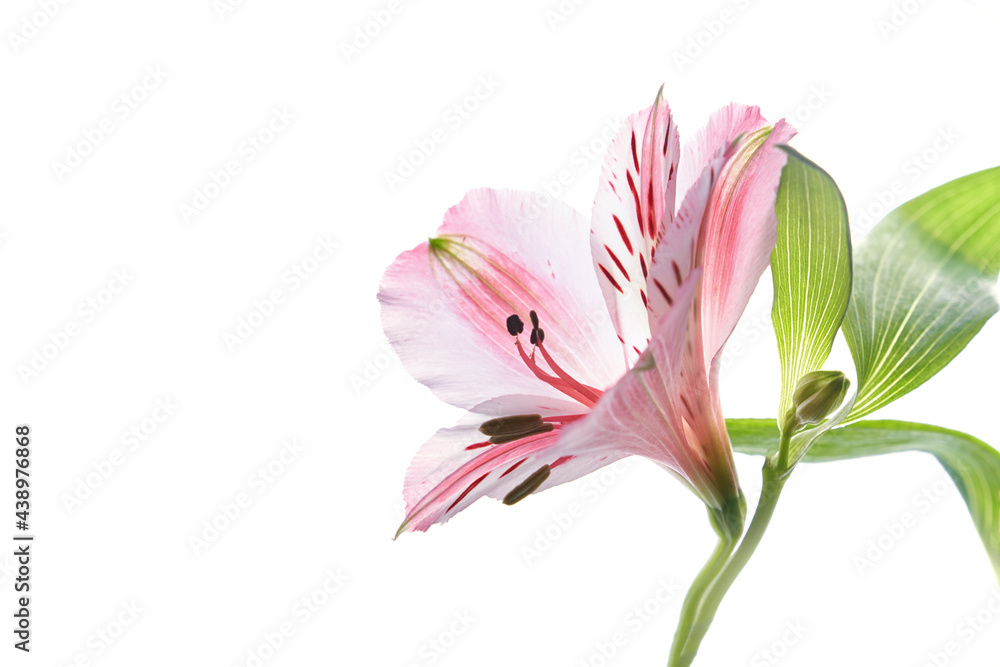 Naklejka premium Close up Alstroemeria fresh flower on a white isolated background. High quality photo