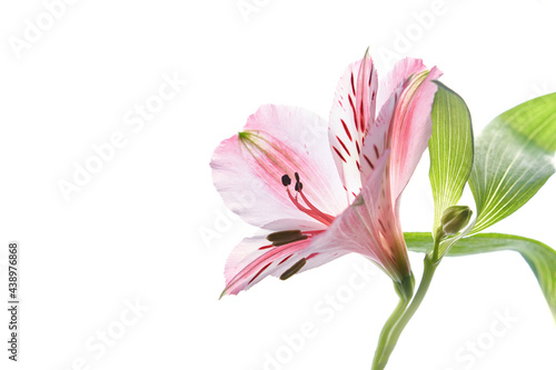 Close up Alstroemeria fresh flower on a white isolated background. High quality photo