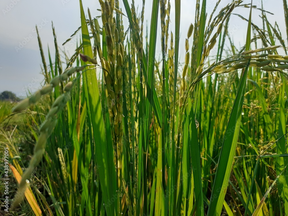 Naklejka premium rice field