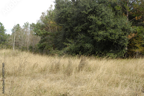 Tall, native meadow grasses left standing in the field provide a habitat with good food and cover for birds and small wildlife over winter