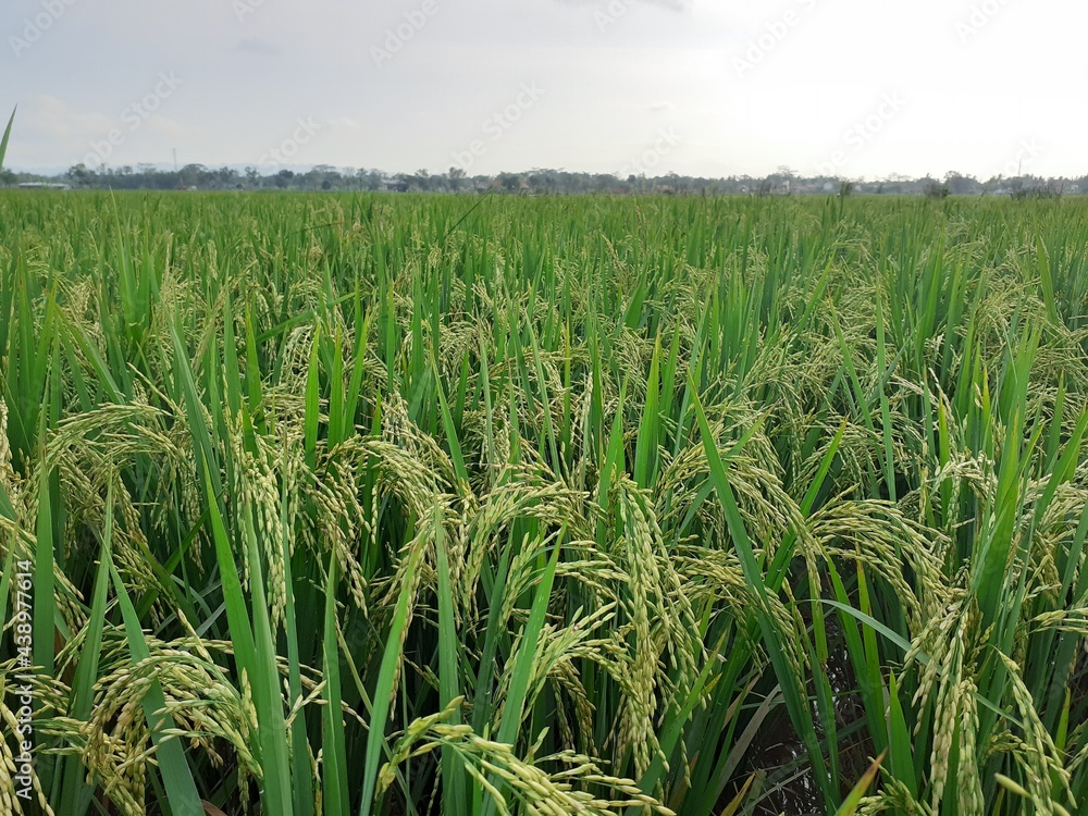 rice field rice field