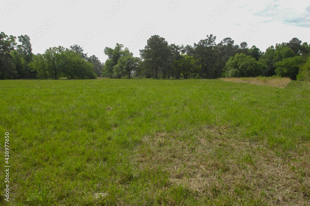 A Pine and hardwood flatwood meadow habitat in coastal Louisiana requires native plants and animals that provide food and cover for pollinators, birds and small wildlife.