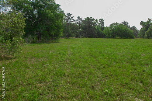 A Pine and hardwood flatwood meadow habitat in coastal Louisiana requires native plants and animals that provide food and cover for pollinators  birds and small wildlife.