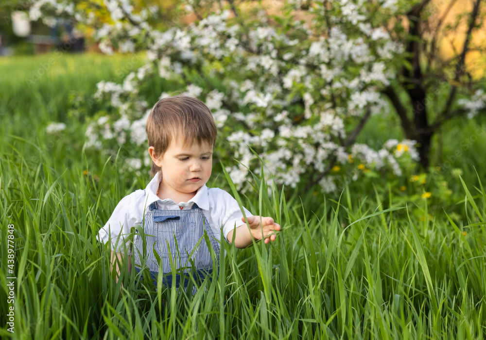Funny little boy with blue bright eyes in overalls eating fresh green grass in a large blooming garden Funny little boy with blue bright eyes in overalls eating fresh green grass in a large blooming garden