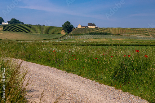 A dirt road in the Jeker valley with a view on the blooming wild flowers and the local vineyards of the apostelhoeve in Maastricht photo