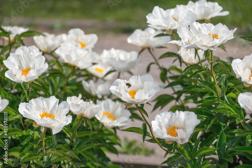 Peony Chalice Saunders - magnificent flowers that look like a white saucer  consisting of lower petals  bent at right angles and located on this saucer of bright yellow core.