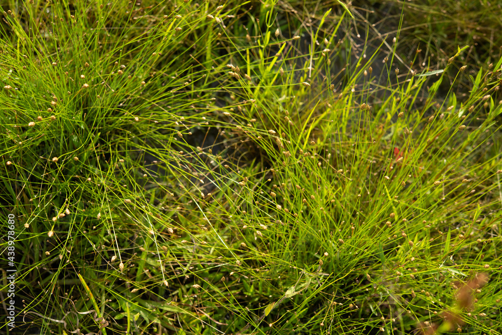 A background image depicting tough perennial wetland grass that holds the soil in a healthy biodiverse ecosystem A background image depicting tough perennial wetland grass that holds the soil in a healthy biodiverse ecosystem