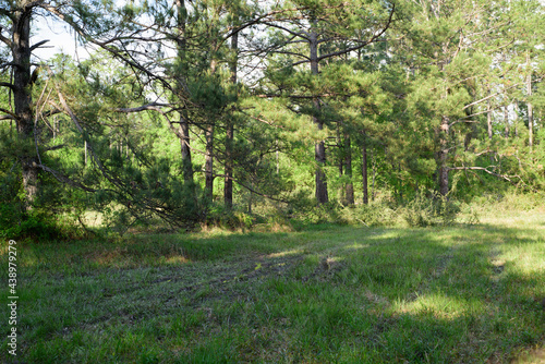 A background image depicting a healthy biodiverse habitat with a pine forest providing shade, food and cover for birds and insects in a sunny flatwood meadow.