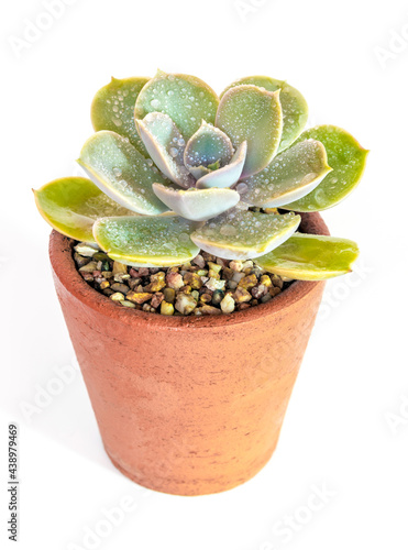 Succulent plant close-up Echeveria plant in the earthen pot photo