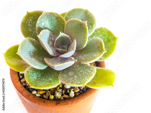 Succulent plant close-up Echeveria plant in the earthen pot photo