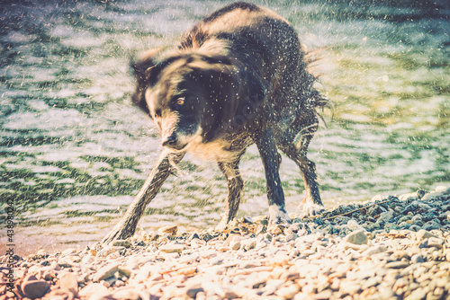 border collie essorage photo