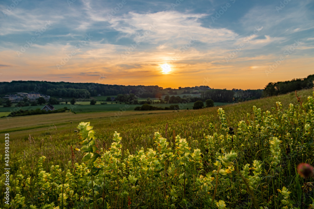 Obraz premium A warm sunset over the rolling hills of the Sint Pietersberg in the south of Limburg near Maastricht. The last sunbeams give a golden colour over the hills and the field with wild yellow orchids.