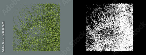 A variety of ivy and shrubs
