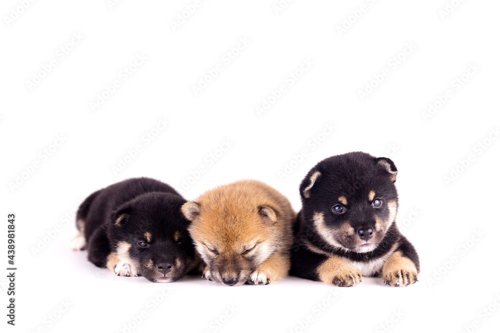 Puppy dog, Three Shiba Inu on a white background. Shiba Inu is a Japanese dog that is famous all over the world.
