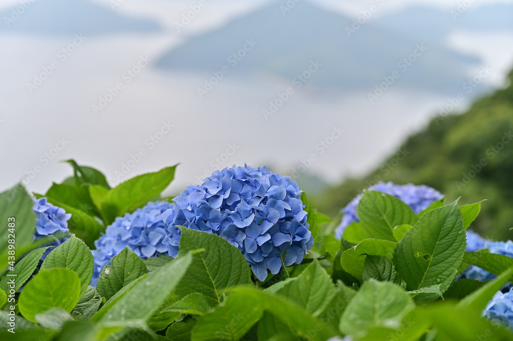 四国香川県の紫陽花アジサイ