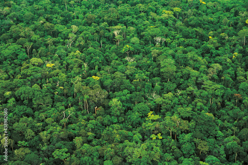 Aerial view of the Uruewawaw indigenous reserve in the Brazilian Amazonia photo