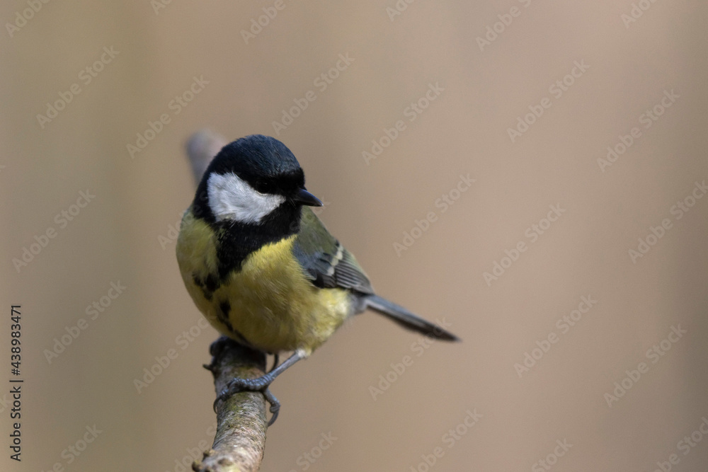 Mésange charbonnière Parus major en gros plan Mésange charbonnière Parus major en gros plan