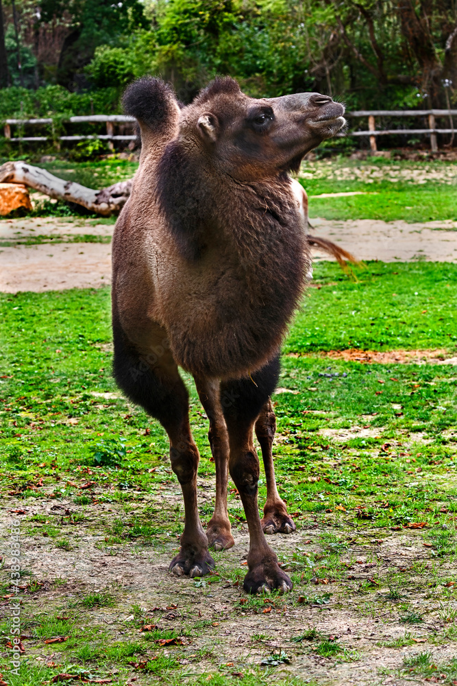 Fototapeta premium Bactrian camel on the lawn. Latin name - Camelus bactrianus