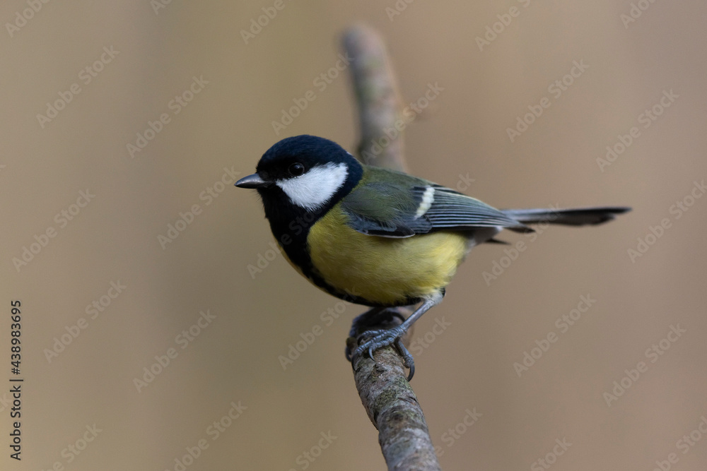 Naklejka premium Mésange charbonnière Parus major en gros plan