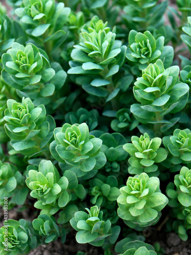 Sedum plant also known as stonecrop or crassula in a flowerbed