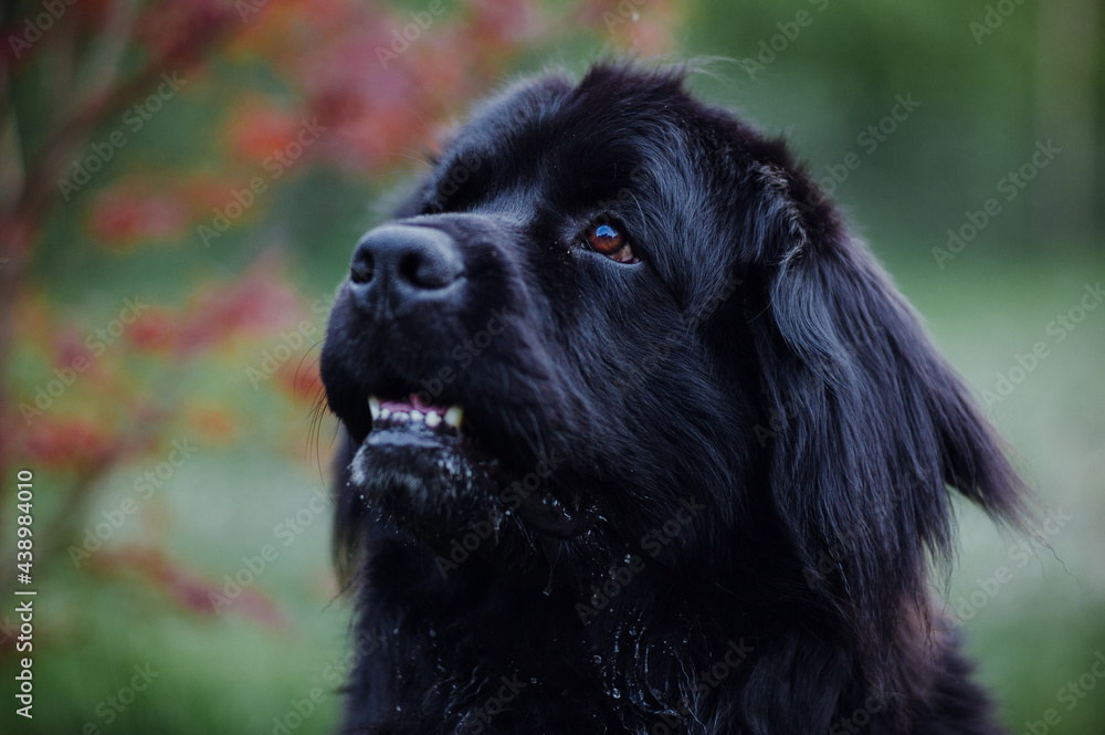 Naufundländer Naufundländer