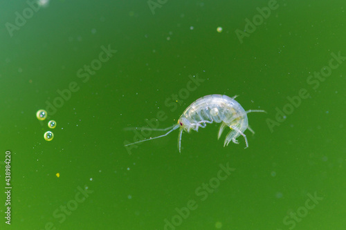 Crustac   Amphipode Gammaridae Gammarus en gros plan dans eau riche en algues