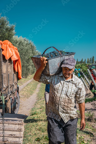 Fotografie Men harvesting fine grapes.