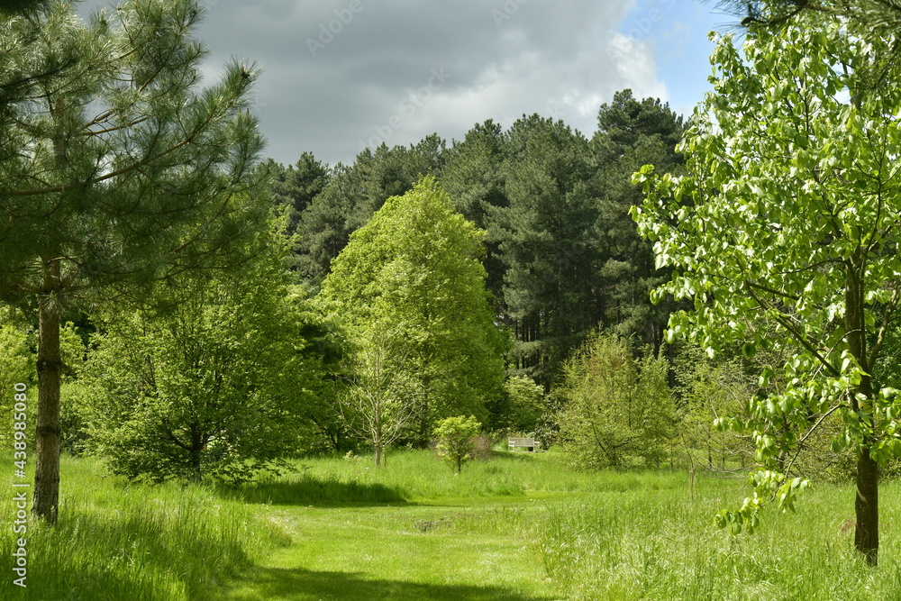 Chemin en gazon tondu à raz traversant les zones boisées de l'arboretum de Wespelaar au Brabant Flamand Chemin en gazon tondu à raz traversant les zones boisées de l'arboretum de Wespelaar au Brabant Flamand