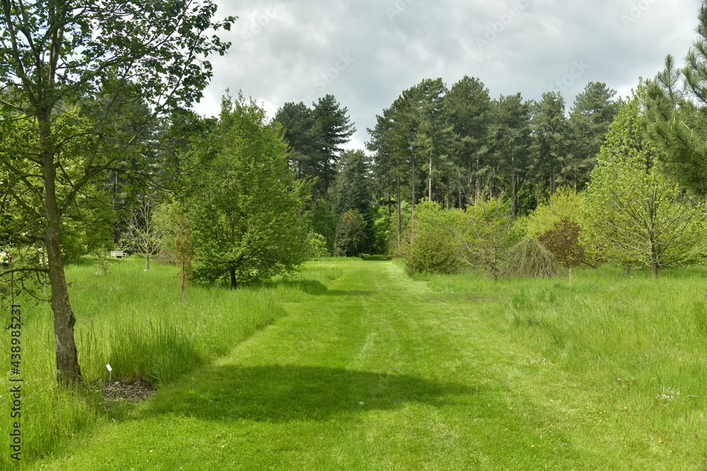 Chemin en gazon tondu à raz traversant les zones boisées de l'arboretum de Wespelaar au Brabant Flamand 