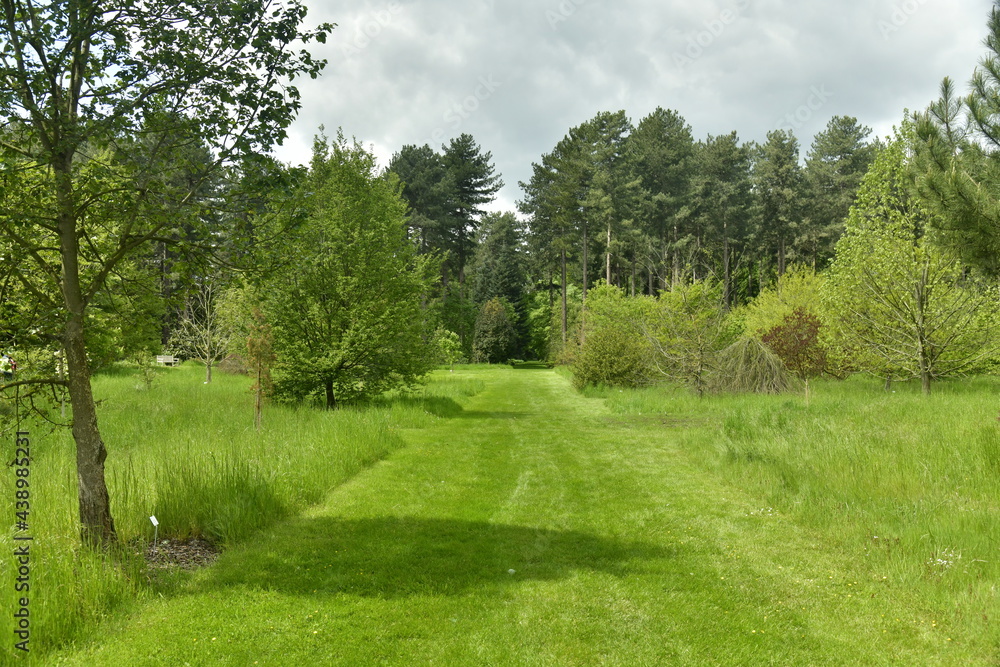 Chemin en gazon tondu à raz traversant les zones boisées de l'arboretum de Wespelaar au Brabant Flamand Chemin en gazon tondu à raz traversant les zones boisées de l'arboretum de Wespelaar au Brabant Flamand