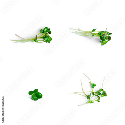 Microgreen on a white background. Micro greens.