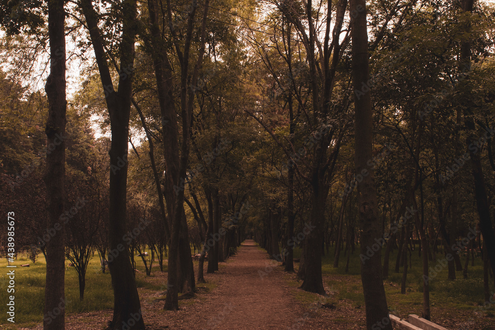 Fototapeta premium long path of trees in a forest at sunrise