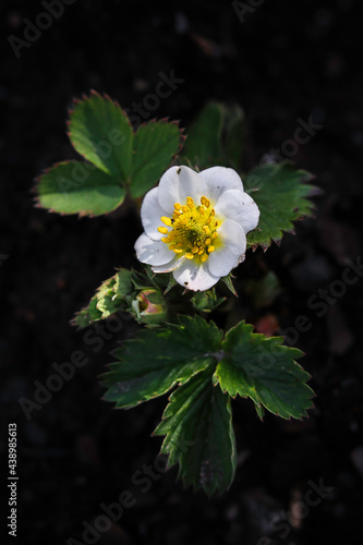 white flower in a garden