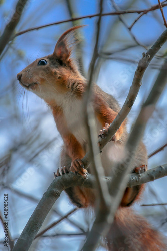 squirrel on a tree