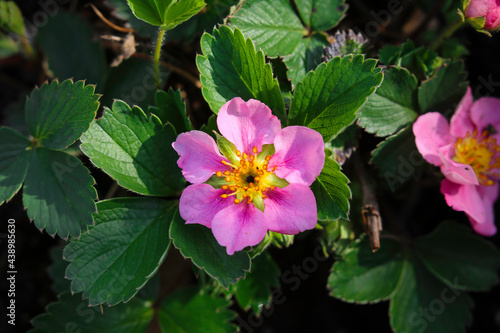 pink flowers