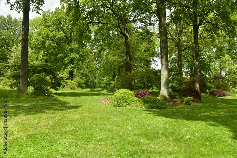 La végétation paysagère exceptionnelle entre les chemins gazonnés de l'arboretum de Wespelaar en Brabant Flamand La végétation paysagère exceptionnelle entre les chemins gazonnés de l'arboretum de Wespelaar en Brabant Flamand