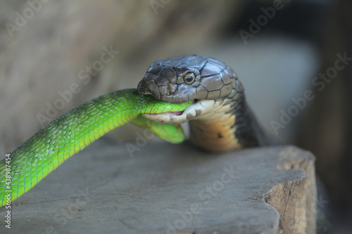 King Cobra eating venomous green viper