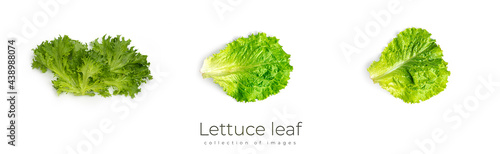 Fresh, bright, green lettuce leaves on a white background.