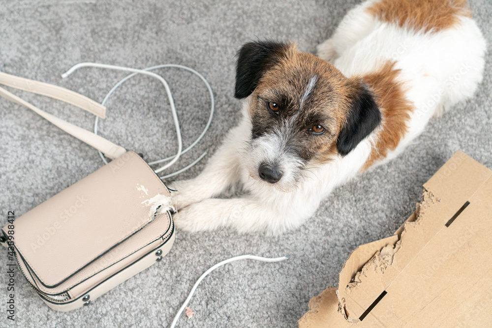 Can Jack Russells Be Left Alone