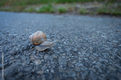 Escargot snail creeping on a road