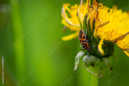 Red bug (Spilostethus saxatilis) at a yellow dandelion flower photo