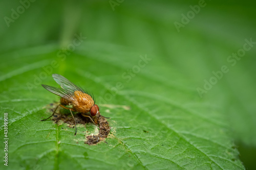 Golden dung fly (Scathophaga stercoraria) on green leaf