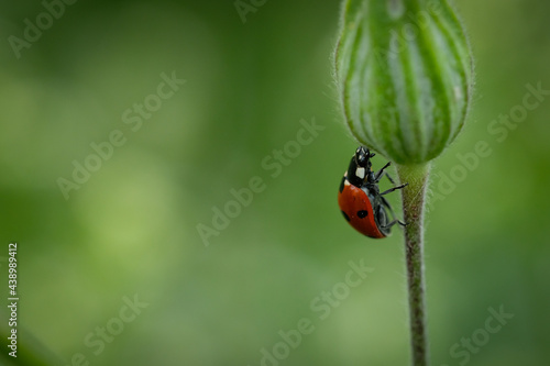 Red ladybug at a green plant