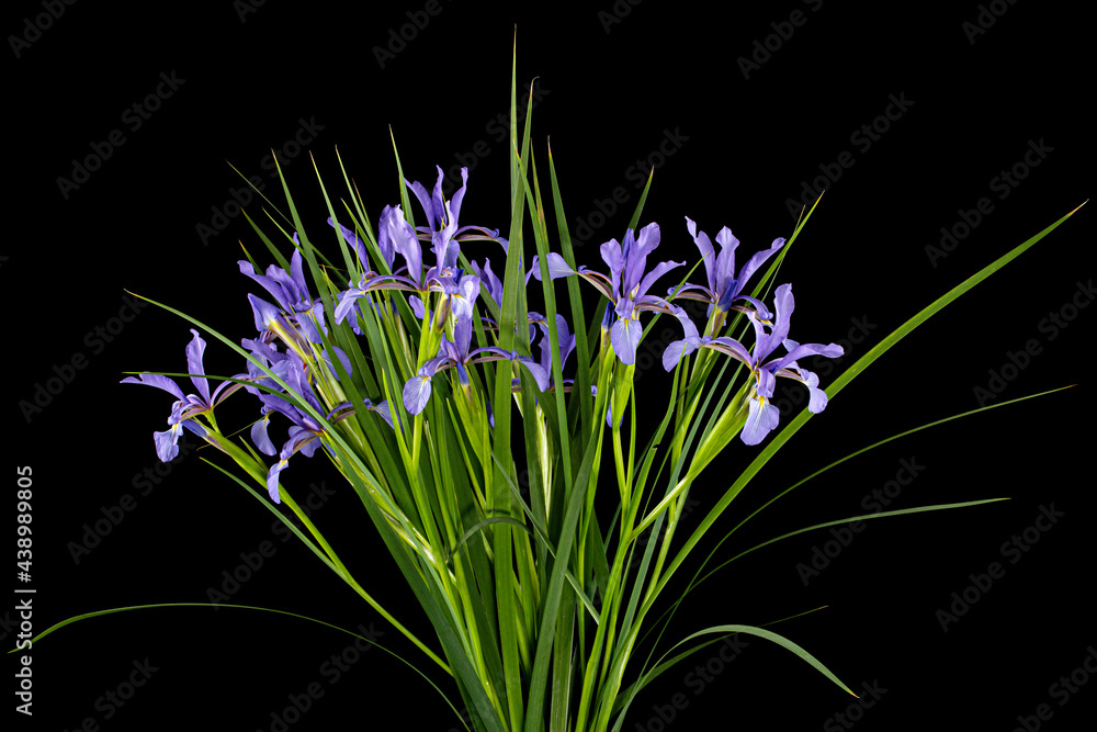 Fototapeta premium Bouquet of violet flowers marsh iris, lat. Iris pseudacorus, isolated on black background