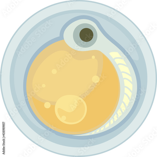 Freshwater fish egg (spawn) with embryo isolated on white background