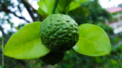 Green Kaffir limes and leaves are soaked with rain water after raining on the tree.